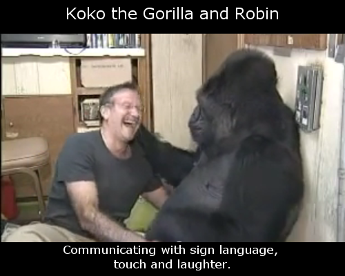 koko